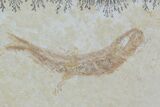 Jurassic Fossil Fish (Leptoleptis) - Solnhofen Limestone #112693-1